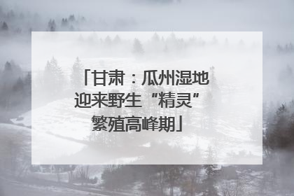 甘肃：瓜州湿地迎来野生“精灵”繁殖高峰期