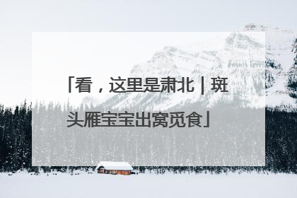 看,这里是肃北|斑头雁宝宝出窝觅食