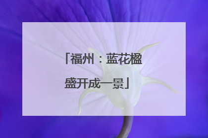 福州：蓝花楹盛开成一景