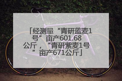 经测量“青研蓝麦1号”亩产601.68公斤，“青研紫麦1号”亩产671公斤
