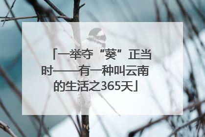 一举夺“葵”正当时——有一种叫云南的生活之365天