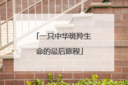 一只中华斑羚生命的最后旅程