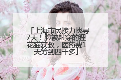 上海市民接力找寻7天！脸被射穿的狸花猫获救，医药费1天筹到四千多