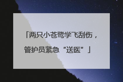 两只小苍鹭学飞刮伤，管护员紧急“送医”