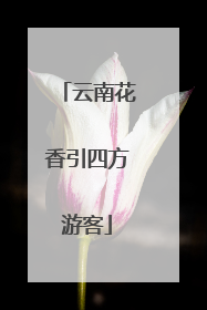 云南花香引四方游客