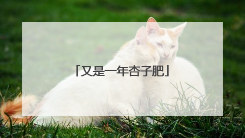 又是一年杏子肥