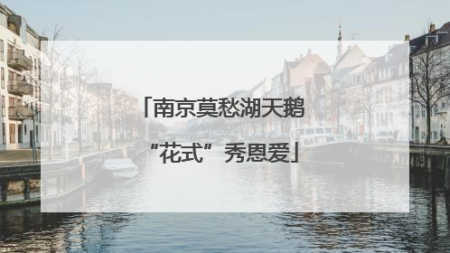 南京莫愁湖天鹅“花式”秀恩爱