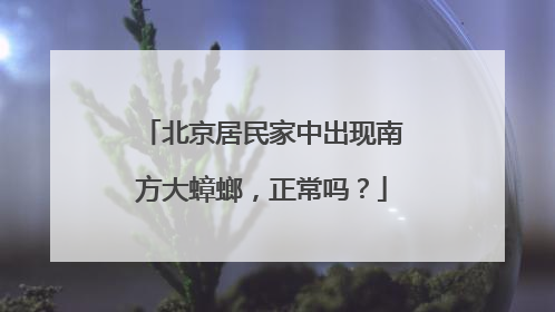 北京居民家中出现南方大蟑螂，正常吗？