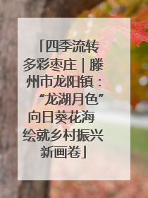 四季流转 多彩枣庄｜滕州市龙阳镇：“龙湖月色”向日葵花海 绘就乡村振兴新画卷