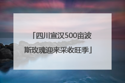 四川宣汉500亩波斯玫瑰迎来采收旺季