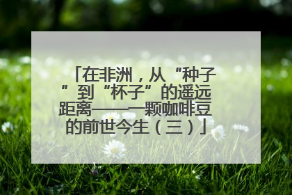 在非洲，从“种子”到“杯子”的遥远距离——一颗咖啡豆的前世今生（三）