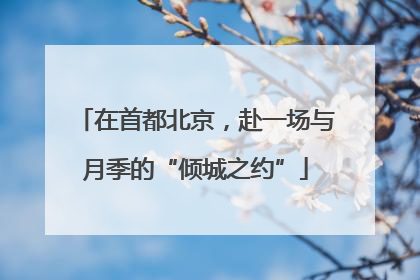 在首都北京，赴一场与月季的“倾城之约”