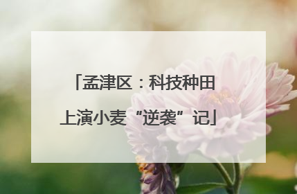 孟津区：科技种田 上演小麦“逆袭”记