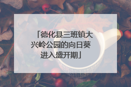 德化县三班镇大兴岭公园的向日葵进入盛开期