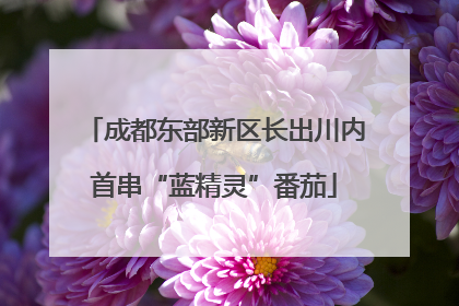 成都东部新区长出川内首串“蓝精灵”番茄