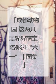 成都动物园 这两只黑猩猩萌宝陪你过“六一”｜图集