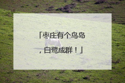 枣庄有个鸟岛，白鹭成群！
