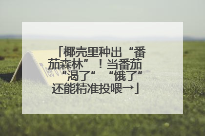 椰壳里种出“番茄森林”！当番茄“渴了”“饿了”还能精准投喂→