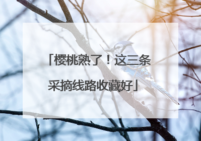 樱桃熟了！这三条采摘线路收藏好