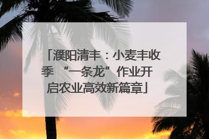 濮阳清丰：小麦丰收季 “一条龙”作业开启农业高效新篇章
