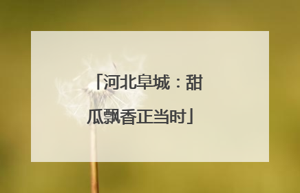 河北阜城：甜瓜飘香正当时