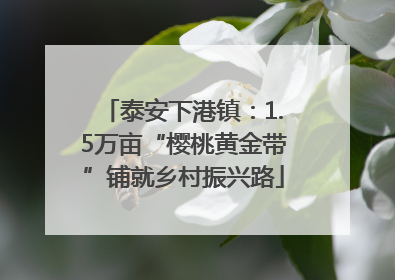 泰安下港镇：1.5万亩“樱桃黄金带”铺就乡村振兴路