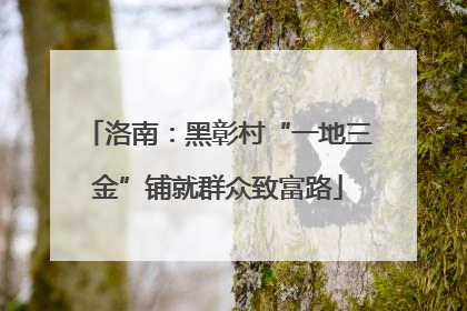 洛南：黑彰村“一地三金”铺就群众致富路