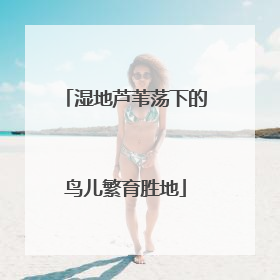 湿地芦苇荡下的鸟儿繁育胜地