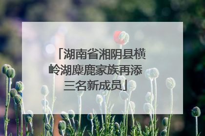 湖南省湘阴县横岭湖麋鹿家族再添三名新成员