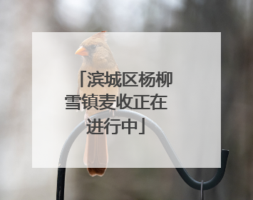 滨城区杨柳雪镇麦收正在进行中