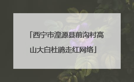 西宁市湟源县前沟村高山大白杜鹃走红网络