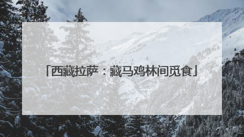 西藏拉萨：藏马鸡林间觅食