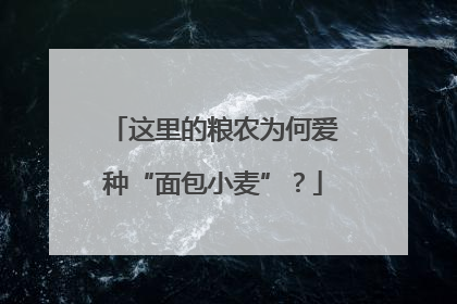 这里的粮农为何爱种“面包小麦”？