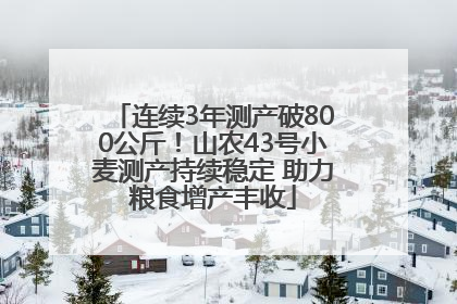 连续3年测产破800公斤！山农43号小麦测产持续稳定 助力粮食增产丰收