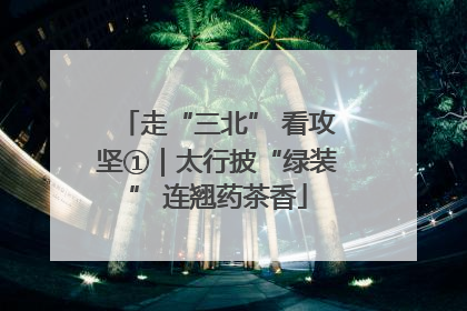 走“三北” 看攻坚①｜太行披“绿装” 连翘药茶香