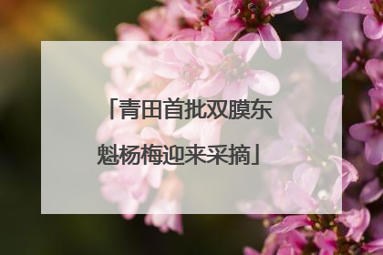 青田首批双膜东魁杨梅迎来采摘