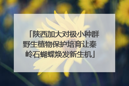 陕西加大对极小种群野生植物保护培育让秦岭石蝴蝶焕发新生机
