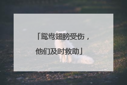 鸳鸯翅膀受伤，他们及时救助