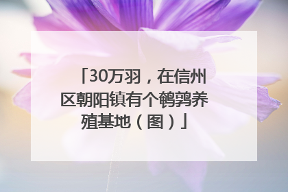 30万羽，在信州区朝阳镇有个鹌鹑养殖基地（图）